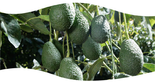 José Luis Montosa, S.L. (Frutas Montosa)