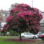 Foto de El árbol en la ciudad