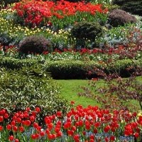 Foto de Césped: hacia un nuevo concepto de jardinería