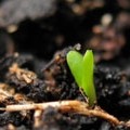 Foto de Brotes verdes