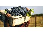 Software para bodegas's picture