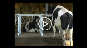 Vídeo Alfombras para ganado vacuno