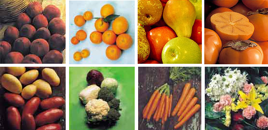 Asociación de Empresas Productoras de Frutas y Hortalizas y Exportadoras de Andalucía y Extremadura (Asociafruit)