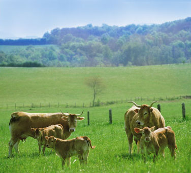 C.R.I.G.P. Ternera de Navarra / C.R.I.G.P. Cordero de Navarra