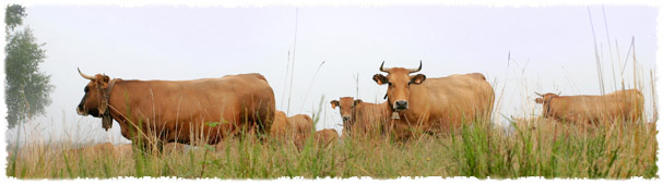 C.R.I.G.P. Ternera Asturiana