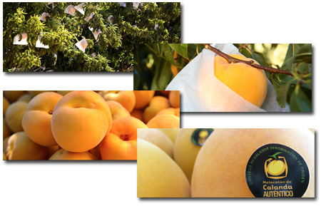 C.R.D.O. Melocotón de Calanda