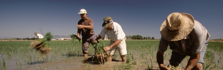 Arrossaires del Delta de L'Ebre, S.C.C.L.