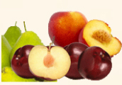 Grupo Fruvaygo (Fruvaygo, S.L.; Machuca Fruits, S.L.; Frugosa; Extreval Fruits)