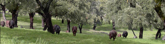 Asociación de Empresarios de Ibérico. Marca de Garantía Ibéricos de Salamanca.