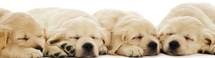 Creaciones Gloria - Lice, S.A. - Gloria Pets