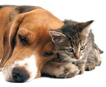 Japag Distribuciones, S.L.