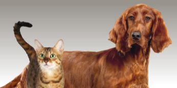 Proplan - (Nestlé Purina Petcare España, S.A.)