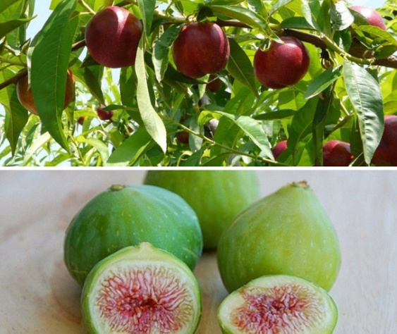 Frutas Villacruz