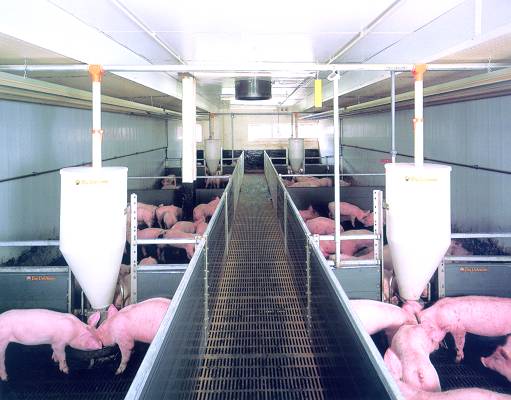 cheap automatic pig feeder cheap automatic pig feeder
