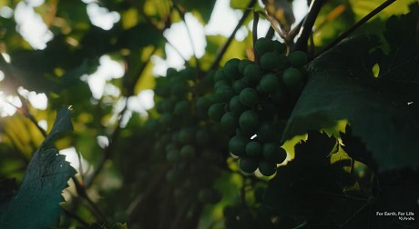 UV Boosting & Kubota I Protección de las plantas mediante estimulación UV (SP)