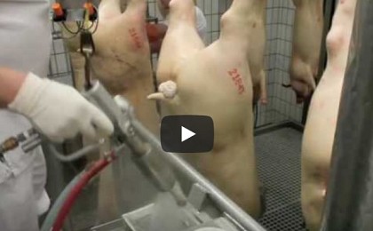 HBD-1. Cortador de recto de porcino